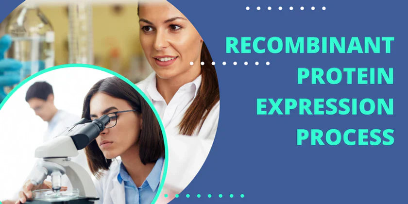 Recombinant Protein Expression Process