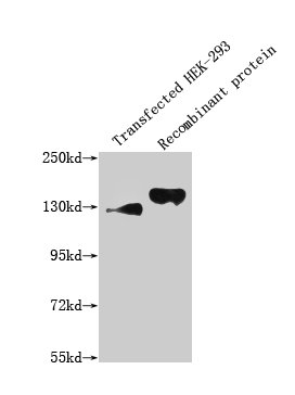 Western Blot, Positive WB detected in: 293T whole cell lysate transfected with SEMA4D; Recombinant proteins with SEMA4D, All lanes: SEMA4D antibody at 1:1000, Secondary, Goat polyclonal to mouse IgG at 1/50000 dilution, Predicted band size: 130, 150 KDa, Observed band size: 130, 150 KDa, Exposure time：5min