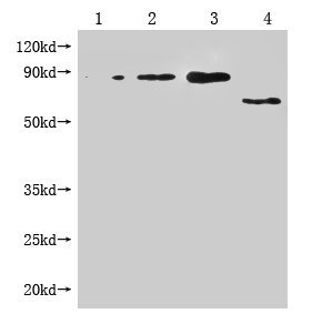 Western Blot, Positive WB detected in: 1-3 lanes: Recombinant Enterobacteria phage M13 Attachment protein at 5ng, 10ng, 20ng; 4 lane: Enterobacteria phage M13 Attachment, All lanes: Enterobacteria phage M13 III antibody at 1:1000, Secondary, Goat polyclonal to mouse IgG at 1/50000 dilution, Predicted band size: 65, 55-70 KDa, Observed band size: 65, 55-70 KDa, Exposure time：3min