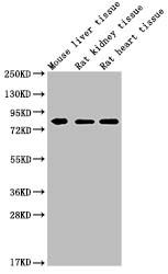 Western Blot, Positive WB detected in: MMUT antibody at 1:1000, Lane 1: Mouse liver tissue, Lane 2: Rat kidney tissue, Lane 3: Rat heart tissue, Secondary, Goat polyclonal to Mouse IgG at 1/20000 dilution, Predicted band size: 83 KDa, Observed band size: 83 KDa, Exposure time: 5min