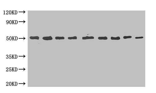 MBP-tagged fusion protein(20ng/ml) was subjected to SDS-PAGE followed by Western Blot with CAC13717 at dilution of , Lane 1:1000 Lane 4:8000 Lane 7:64000, Lane 2:2000 Lane 5:16000 Lane 8:128000, Lane 3:4000 Lane 6:32000 Lane 9:256000, Secondary, Goat polyclonal to Mouse IgG at 1/5000 dilution, Predicted band size:50kd, Observed band size:50kd