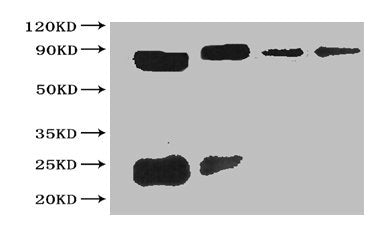 All Lanes The cell supernatant hybridoma of Sumo tag, Lane 1 Sumo tagged fusion protein at 20ng, Lane 2 Sumo tagged fusion protein at 2ng, Lane 3 Sumo tagged fusion protein at 0.2ng, Lane 4 Sumo tagged fusion protein at 0.02ng, Secondary, Goat polyclonal to Rabbit IgG at 1/15000 dilution, Predicted band size : 50kd, Observed band size: 50kd, Additional bands at : 25 kd