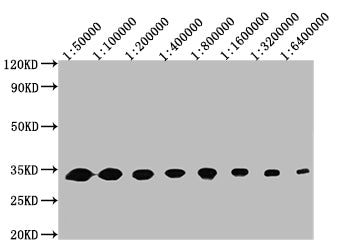 Western Blot, Positive WB detected in: 50ng recombinant protein , All lanes: GFP antibody at 1:50000, 1:100000, 1:200000, 1:400000, 1:800000, 1:1600000, 1:3200000, 1:6400000, Secondary, Goat polyclonal to mouse IgG at 1/50000 dilution, Predicted band size: 32 KDa, Observed band size: 32 KDa, Exposure time：5min