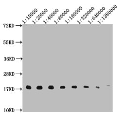 Western Blot Positive WB detected in: 10ug Hela whole cell lysate, HistoneH3 antibody at 1:10000, 1:20000, 1:40000, 1:80000, 1:160000, 1:320000, 1:640000, 1:1280000 Secondary Goat polyclonal to mouse IgG at 1/50000 dilution Predicted band size: 15-25 KDa Observed band size: 15-25 KDa Exposure time：5s