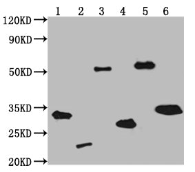 Western Blot, Positive WB detected in: V5-tagged fusion protein 1, 2, 3, 4, 5, 6 at 50ng, All lanes: V5 antibody at 1:2000, Secondary, Goat polyclonal to mouse IgG at 1/50000 dilution, Predicted band size: 31.9, 20.4, 55, 24.2, 53.4, 30 KDa, Observed band size: 32, 21, 55, 28, 58, 33 KDa, Exposure time: 5min
