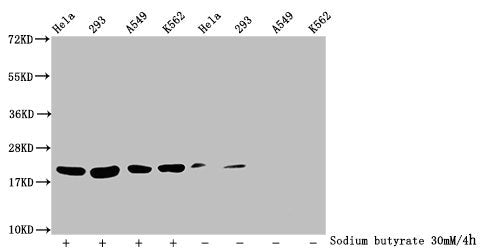 Western Blot, Detected samples: Hela whole cell lysate, 293 whole cell lysate, A549 whole cell lysate, K562 whole cell lysate; Untreated (-) or treated (+) with 30mM sodium butyrate for 4h, All lanes: HIST1H1C antibody at 1:100, Secondary, Goat polyclonal to rabbit IgG at 1/50000 dilution, Predicted band size: 22 kDa, Observed band size: 22 kDa