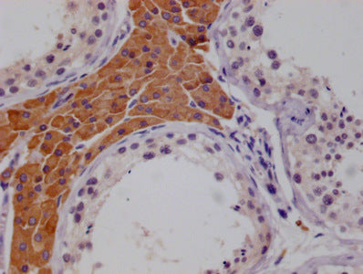 IHC image of CAC15936 diluted at 1:100 and staining in paraffin-embedded human testes tissue performed on a Leica BondTM system. After dewaxing and hydration, antigen retrieval was mediated by high pressure in a citrate buffer (pH 6.0). Section was blocked with 10% normal goat serum 30min at RT. Then primary antibody (1% BSA) was incubated at 4°C overnight. The primary is detected by a biotinylated secondary antibody and visualized using an HRP conjugated SP system.
