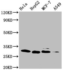 Western Blot, Positive WB detected in: Hela whole cell lysate, HepG2 whole cell lysate, MCF-7 whole cell lysate, A549 whole cell lysate, All lanes: GSTM3 antibody at 1:1000, Secondary, Goat polyclonal to mouse IgG at 1/50000 dilution, Predicted band size: 27 KDa, Observed band size: 27 KDa, Exposure time：10min