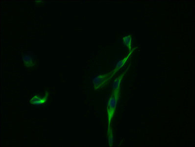 Immunofluorescence staining of U87 cells with CAC15940 at 1:100, counter-stained with DAPI. The cells were fixed in 4% formaldehyde and blocked in 10% normal Goat Serum. The cells were incubated with the antibody overnight at 4°C. Nuclear DNA was labeled in blue with DAPI. The secondary antibody was FITC-conjugated AffiniPure Goat Anti-Mouse IgG (H+L).