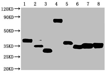 Western Blot, Positive WB detected in: 50ng Recombinant protein with Avi tag from E.coli and Mammalian cell, All lanes: Avi tag antibody at 1:1000, Secondary, Goat polyclonal to mouse IgG at 1/50000 dilution, Predicted band size: 40, 35, 30, 70, 40, 33, 35, 40 KDa, Observed band size: 40, 35, 30, 70, 40, 33, 35, 4 KDa, Exposure time：1min