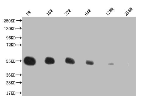Western Blot, Positive WB detected in: 200ng recombinant protein with His tag, His antibody at 1:8w, 1:16w, 1:32w, 1:64w, 1:128w, 1:256w, Secondary, Goat polyclonal to mouse IgG at 1/50000 dilution, Predicted band size: 43.4 KDa, Observed band size: 43.4 KDa, Exposure time：5min