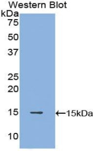 Western Blot; Sample: Recombinant protein.