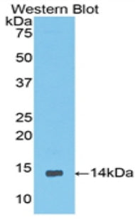 Western Blot; Sample: Recombinant protein.