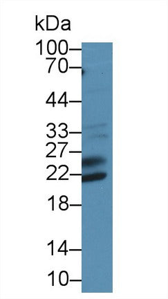 Western Blot; Sample: Mouse Pancreas lysate; Primary Ab: 1µg/ml Rabbit Anti-Human SHISA4 Antibody Second Ab: 0.2µg/mL HRP-Linked Caprine Anti-Rabbit IgG Polyclonal Antibody