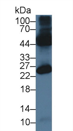 Western Blot; Sample: Mouse Testis lysate; Primary Ab: 3µg/ml Rabbit Anti-Mouse OCEL1 Antibody Second Ab: 0.2µg/mL HRP-Linked Caprine Anti-Rabbit IgG Polyclonal Antibody