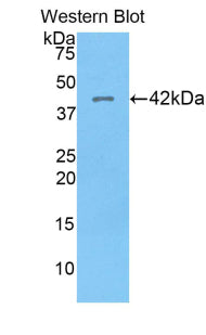 Western Blot; Sample: Recombinant HIST1H2AG, Human.