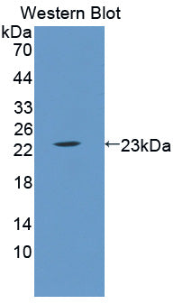 Western Blot; Sample: Recombinant protein.