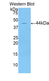 Western Blot; Sample: Recombinant protein.