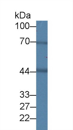 Western Blot; Sample: Porcine Heart lysate; Primary Ab: 2µg/ml Rabbit Anti-Human BDH1 Antibody Second Ab: 0.2µg/mL HRP-Linked Caprine Anti-Rabbit IgG Polyclonal Antibody