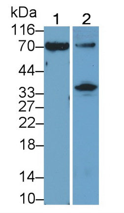 Western Blot; Sample: Recombinant protein.