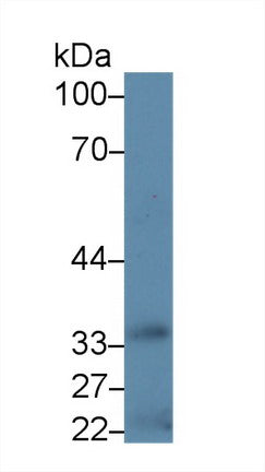 Western Blot; Sample: Human Liver lysate; Primary Ab: 5µg/ml Rabbit Anti-Human HSD17b1 Antibody Second Ab: 0.2µg/mL HRP-Linked Caprine Anti-Rabbit IgG Polyclonal Antibody
