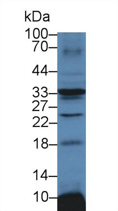 Sodium/potassium Transporting ATPase Subunit Beta-3 (ATP1b3) Polyclonal Antibody