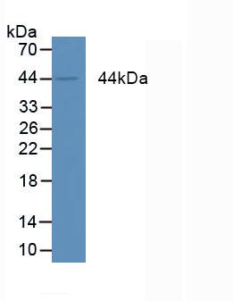 Western Blot; Sample: Human MCF7 cells.