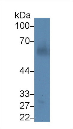 Western Blot; Sample: Mouse Liver lysate; Primary Ab: 3µg/ml Mouse Anti-Human ANGPT1 Antibody Second Ab: 0.2µg/mL HRP-Linked Caprine Anti-Mouse IgG Polyclonal Antibody