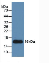 Western Blot; Sample: Recombinant CTGF, Human.