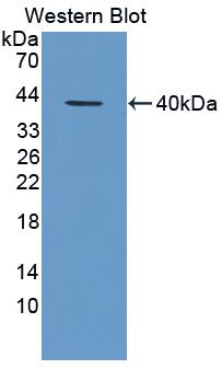 Western Blot; Sample: Recombinant protein.
