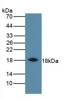 Western Blot Bovine Spleen Primary Ab: 3µg/mL Rabbit Anti-Ovine IFNg Ab Second Ab: 1:5000 Dilution of HRP-Linked Rabbit Anti-Mouse IgG Ab