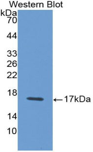 Western Blot; Sample: Recombinant protein.