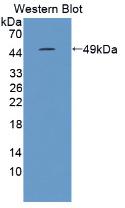 Western Blot; Sample: Recombinant IL10, Equine.