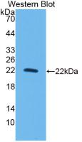 Interleukin 10 (IL10) Monoclonal Antibody, CAU29155