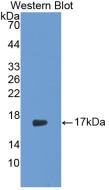 Western Blot; Sample: Recombinant IL17, Rabbit.