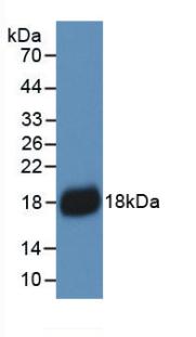 Western Blot;Sample:Recombinant IL18, Human.