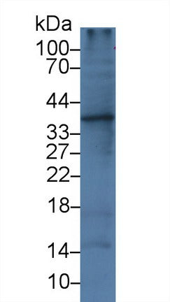 Western Blot; Sample: Rat Liver lysate; Primary Ab: 3µg/ml Mouse Anti-Human IL1a Antibody Second Ab: 0.2µg/mL HRP-Linked Caprine Anti-Mouse IgG Polyclonal Antibody