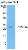 Western Blot;Sample:Recombinant IL2, Gallus.
