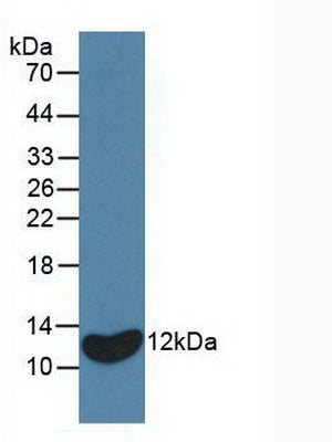 Western Blot; Sample: Recombinant IL8, Equine.