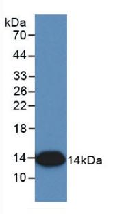 Western Blot; Sample: Recombinant IL8, Simian.