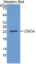 Western Blot; Sample: Recombinant LEP, Mouse.