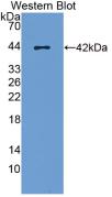 Western Blot; Sample: Recombinant MCP1, Canine.