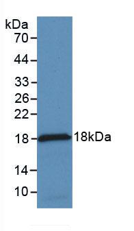 Western Blot;Sample: Recombinant MCP1, Rabbit.