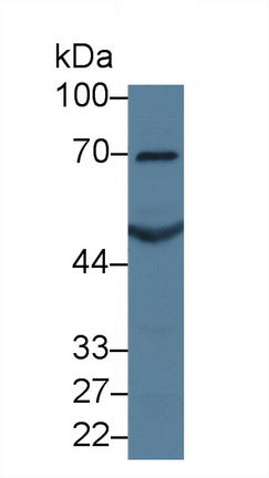 Western Blot; Sample: Rat Cerebrum lysate; Primary Ab: 3µg/ml Mouse Anti-Human TGFb1 Antibody Second Ab: 0.2µg/mL HRP-Linked Caprine Anti-Mouse IgG Polyclonal Antibody