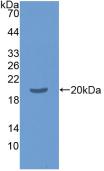 Western Blot; Sample: Recombinant TNFa, Human.