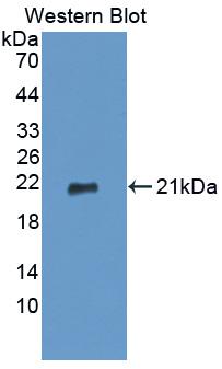Western Blot; Sample: Recombinant protein.