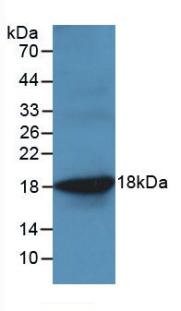 Western Blot;Sample: Recombinant TNFa, Ovine.