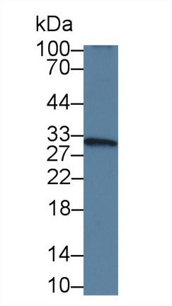 Western Blot; Sample: Rat Pancreas lysate; Primary Ab: 3µg/ml Mouse Anti-Human VEGFA Antibody Second Ab: 0.2µg/mL HRP-Linked Caprine Anti-Mouse IgG Polyclonal Antibody