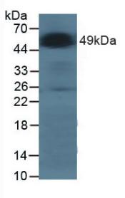 Western Blot; Sample: Human 293T cells.