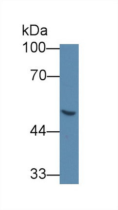 Western Blot; Sample: Human 293T cell lysate; Primary Ab: 5µg/ml Mouse Anti-Human GLa Antibody Second Ab: 0.2µg/mL HRP-Linked Caprine Anti-Mouse IgG Polyclonal Antibody